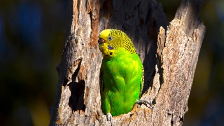 🐦 Periquito como Mascota: Guía completa para Cuidarlo