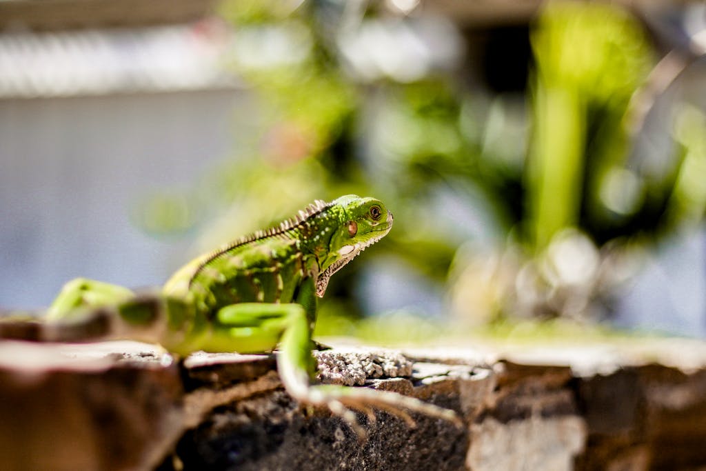 Iguana