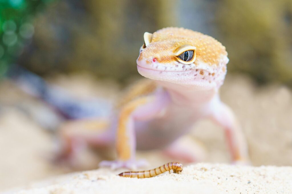 Gecko comiendo