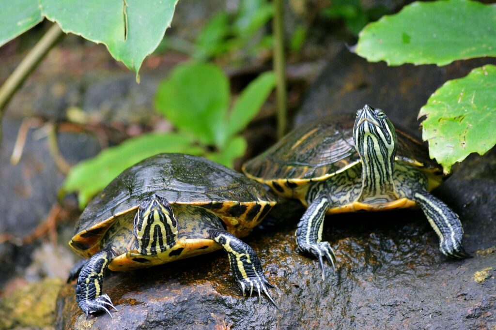 Tortugas acuáticas