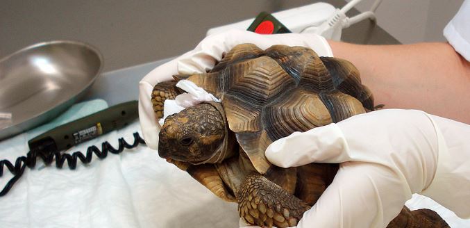 Veterinario inspeccionando tortuga