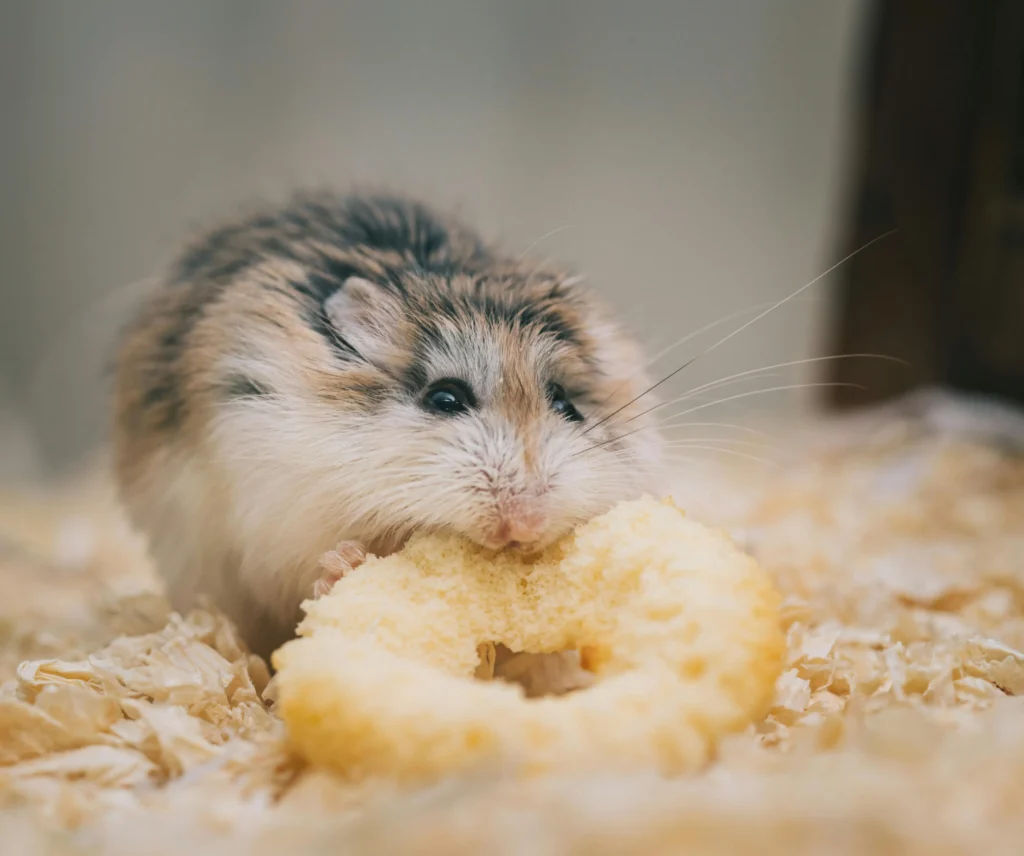 Hamster Comiendo