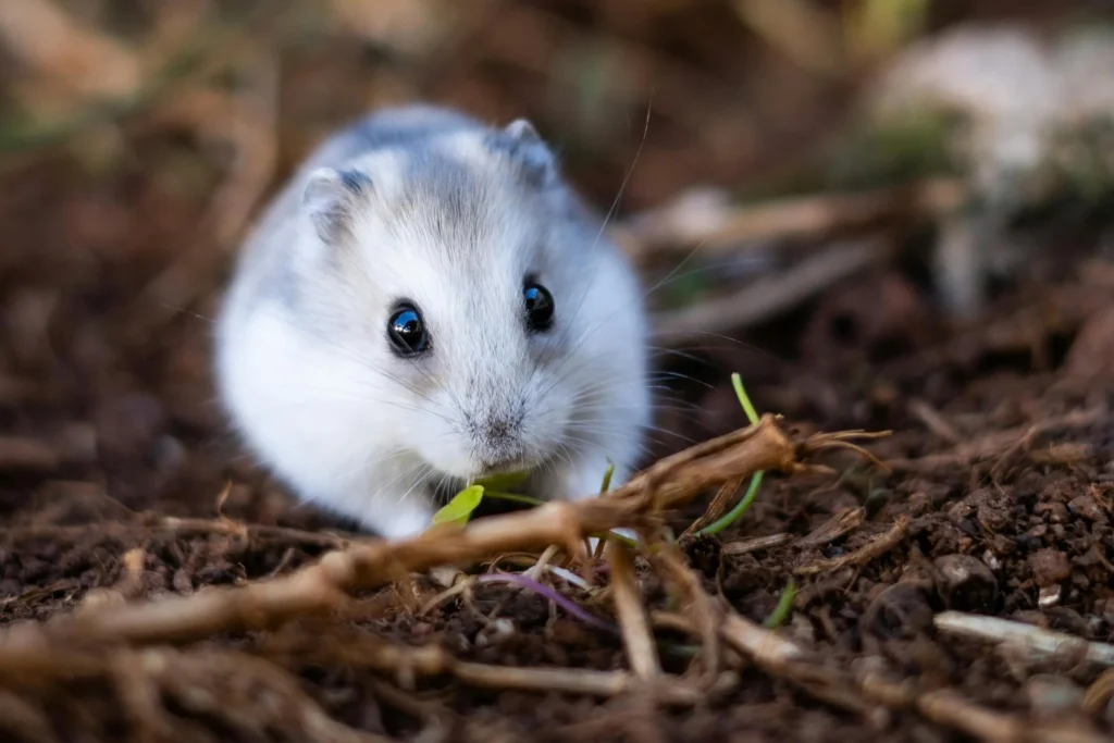 Hamster Comiendo libre